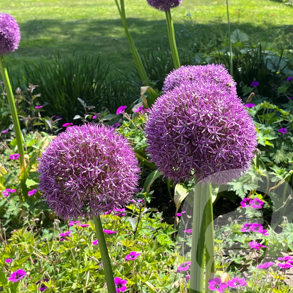 Allium 'Pinball Wizard' Plantor